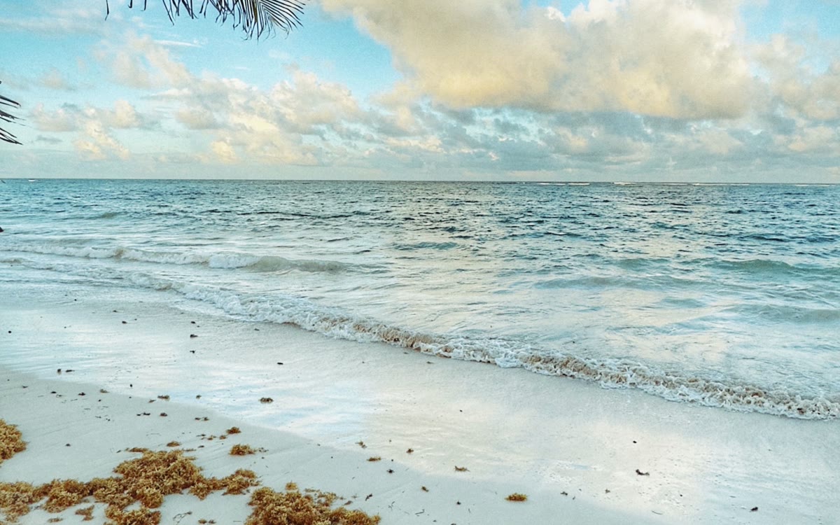 Sunny palm-framed beach in Punta Cana.